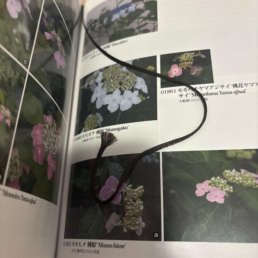 アジサイ百科 川島インデクス Hydrangea Kawashima Index