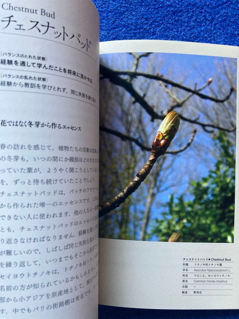 バッチフラワー花と錬金術　東 昭史