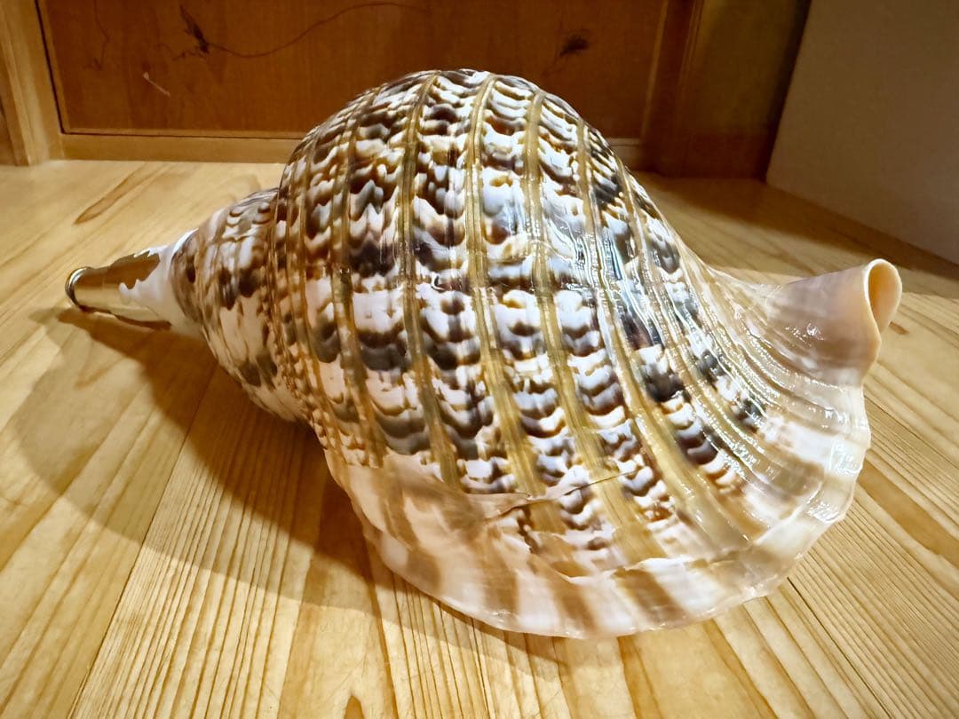 修験道法螺貝37.5㎝　山伏　密教　魔除け　熊よけ❣️ホラガイ　ほら貝