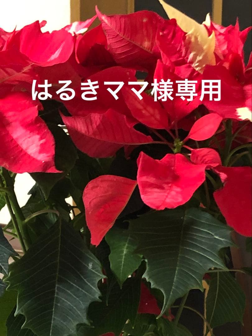 ポリッシュオイル、シアオイル