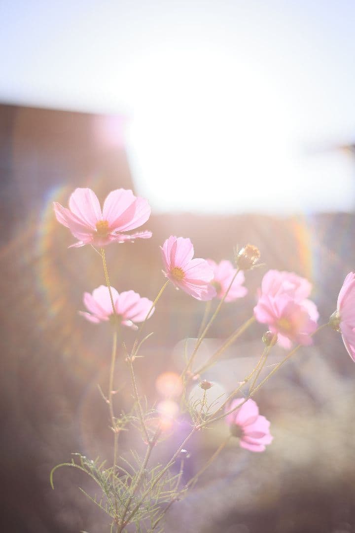 Super-Takumar 55mm F1.8 初期型 S/N：629947