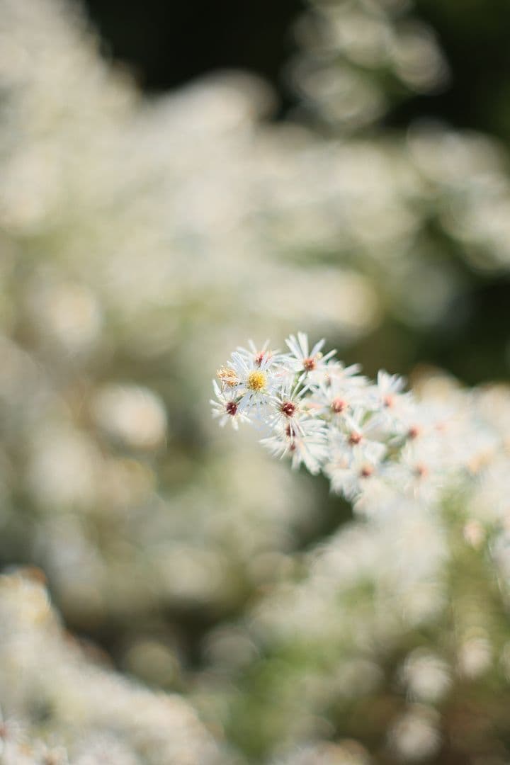 Super-Takumar 55mm F1.8 初期型 S/N：629947