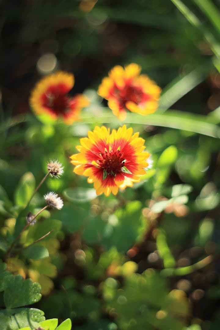 Super-Takumar 55mm F1.8 初期型 S/N：629947