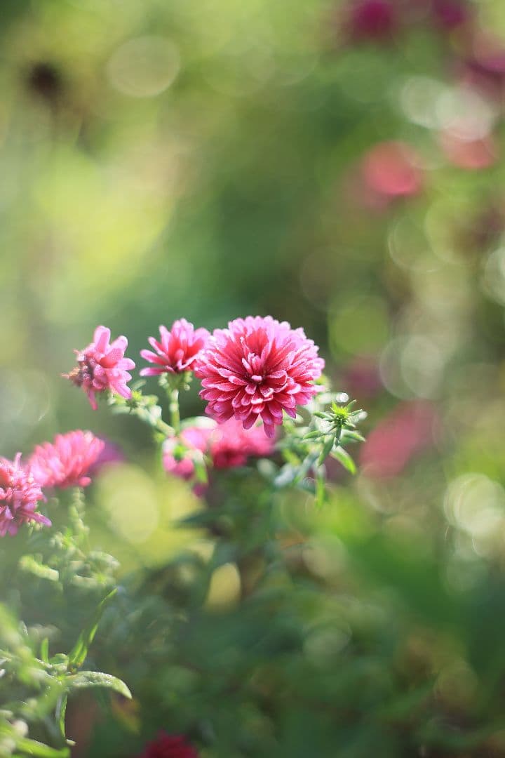 Super-Takumar 55mm F1.8 初期型 S/N：629947