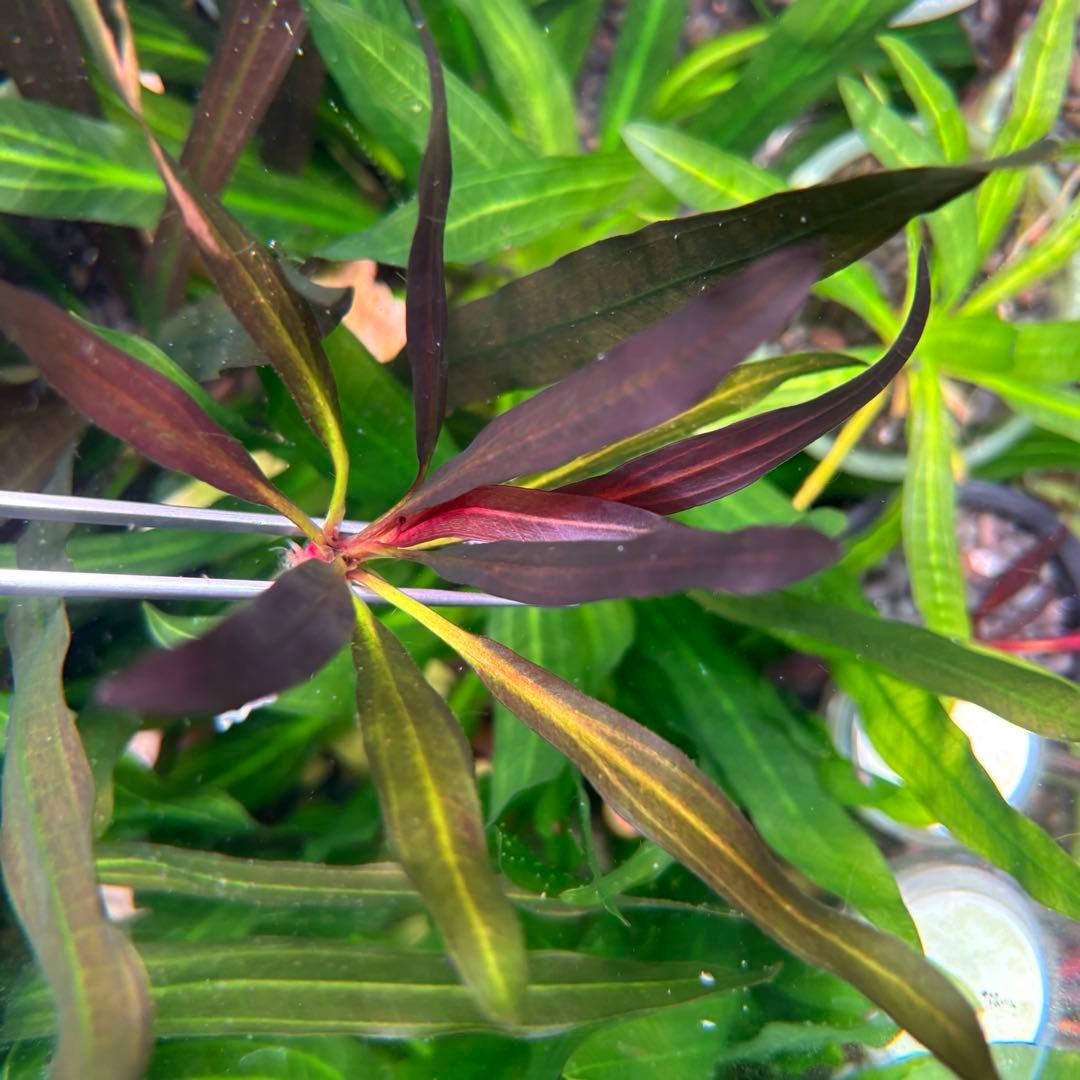 な*ー様 エキノドルス ホレマニー スーパーレッド