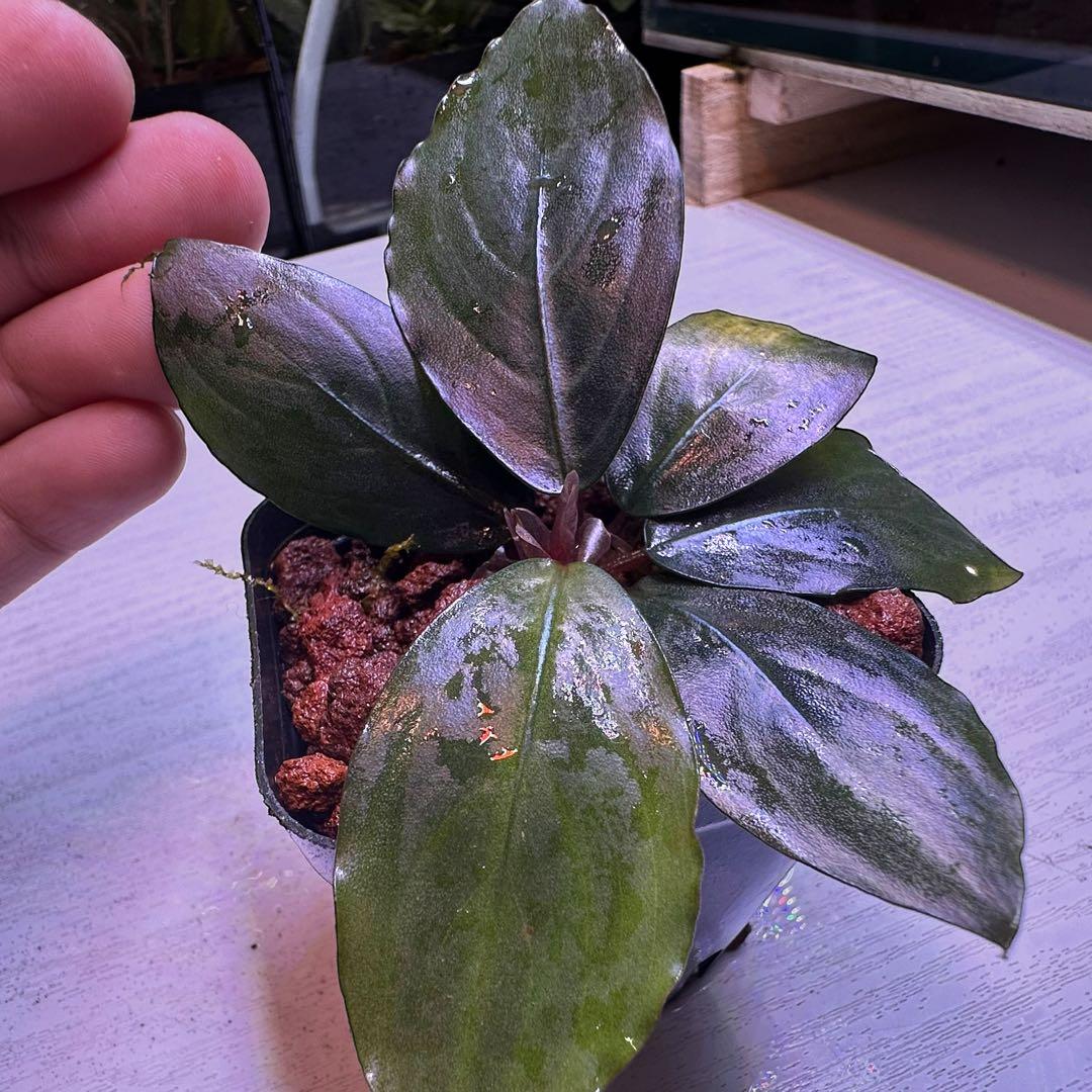 S*A様 ブセファランドラ Bucephalandra Mahakam レアブセ