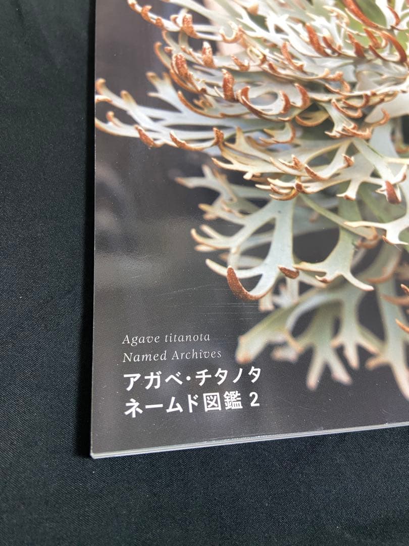 INDOOR JUNGLE 02 2024 Spring インドアジャングル