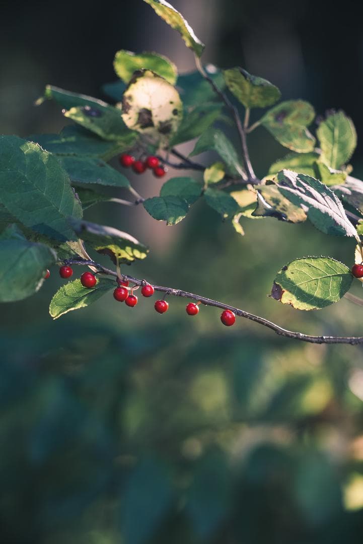 希少黒ペイント！Leica Hektor 135mm F4.5 オールドレンズ