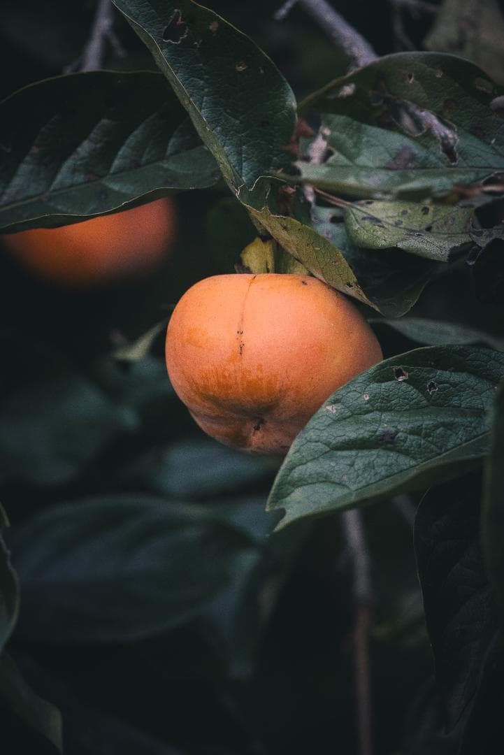 希少黒ペイント！Leica Hektor 135mm F4.5 オールドレンズ