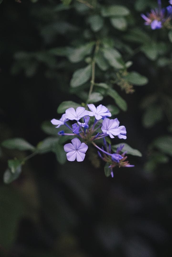 希少黒ペイント！Leica Hektor 135mm F4.5 オールドレンズ