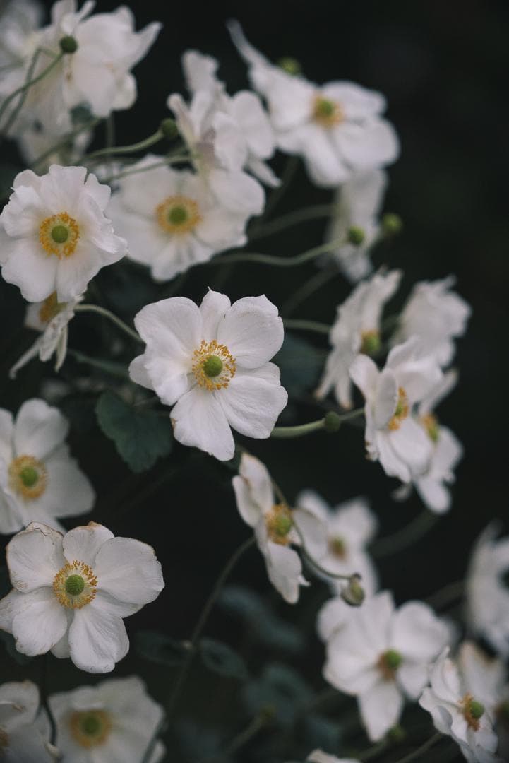 希少黒ペイント！Leica Hektor 135mm F4.5 オールドレンズ