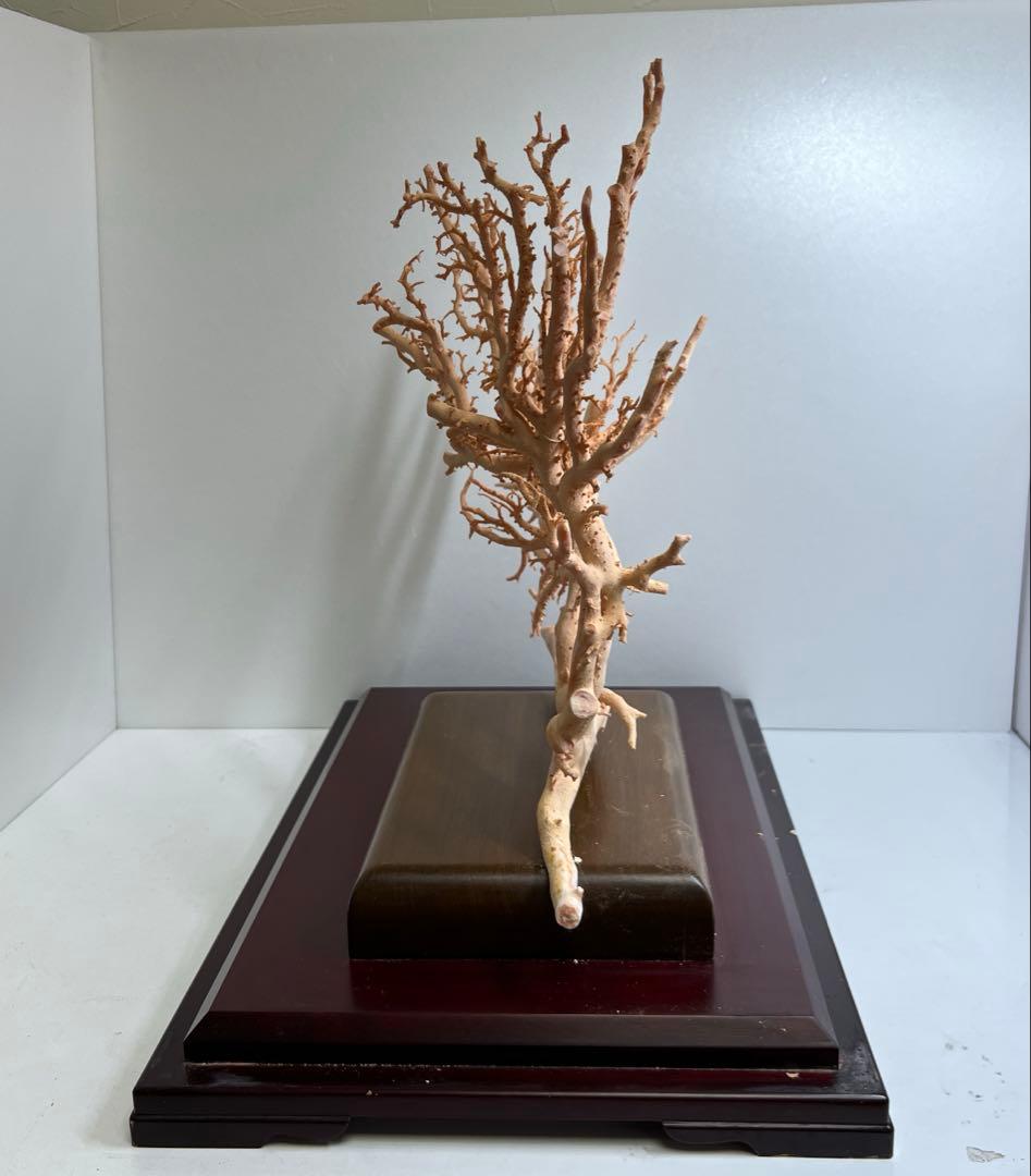 本桃色珊瑚　超特大原木　ガラスケース付　東Y8-0105☆2Fタサオ
