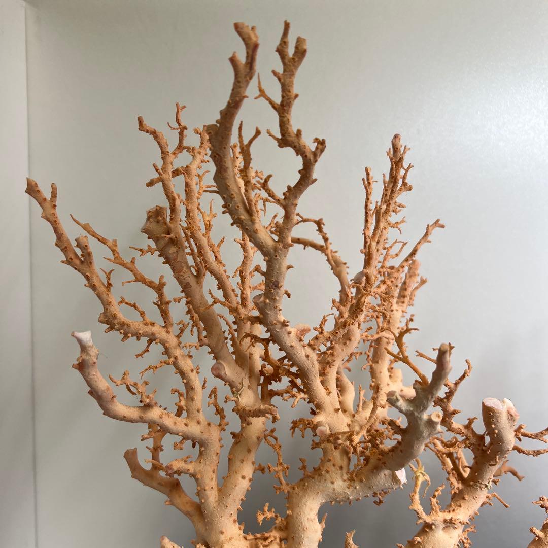 本桃色珊瑚　超特大原木　ガラスケース付　東Y8-0105☆2Fタサオ