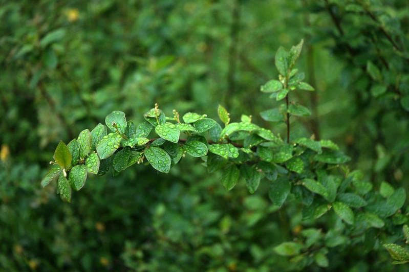 14　希少　沈胴式オールドレンズ FED 50　L39 純正ケース付