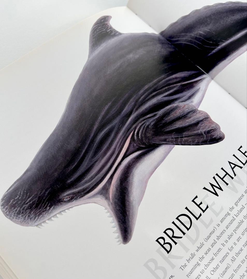 【週末限定大幅値下】希少 Meeting with Monsters 幻獣図鑑