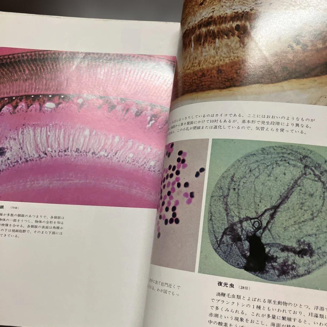 希少　大型本　初版　顕微鏡の世界　初版　ビニールカバー・函付　辻井政一