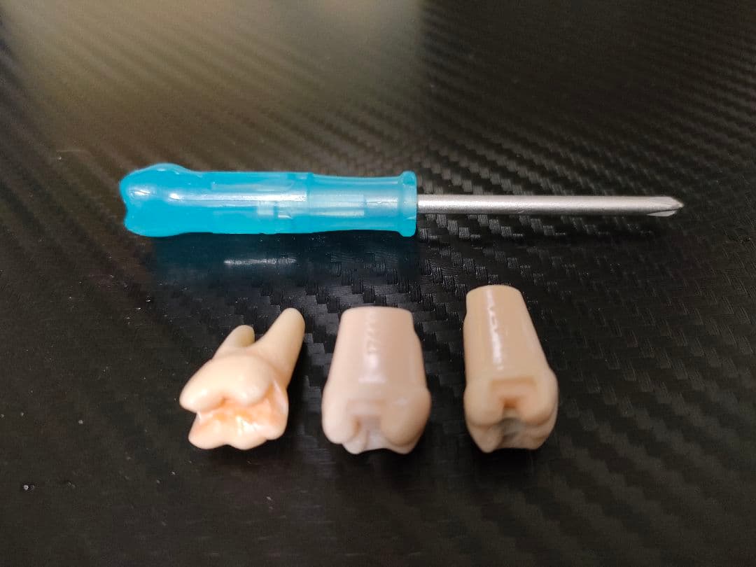 ニッシン　顎模型 複製歯牙着脱模型　実習用 舌、スタンド付き