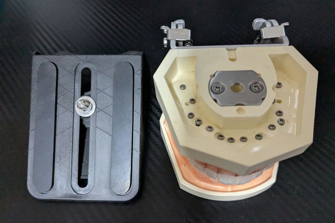 ニッシン　顎模型 複製歯牙着脱模型　実習用 舌、スタンド付き