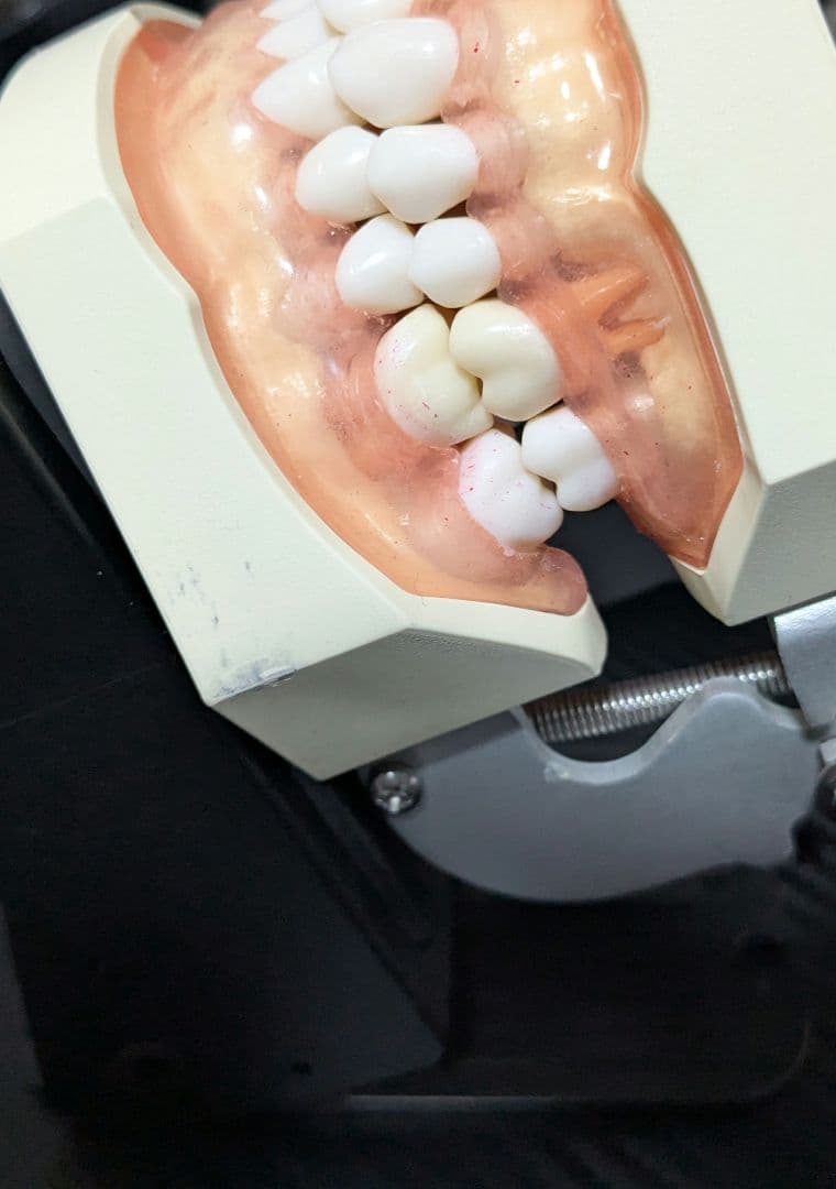 ニッシン　顎模型 複製歯牙着脱模型　実習用 舌、スタンド付き