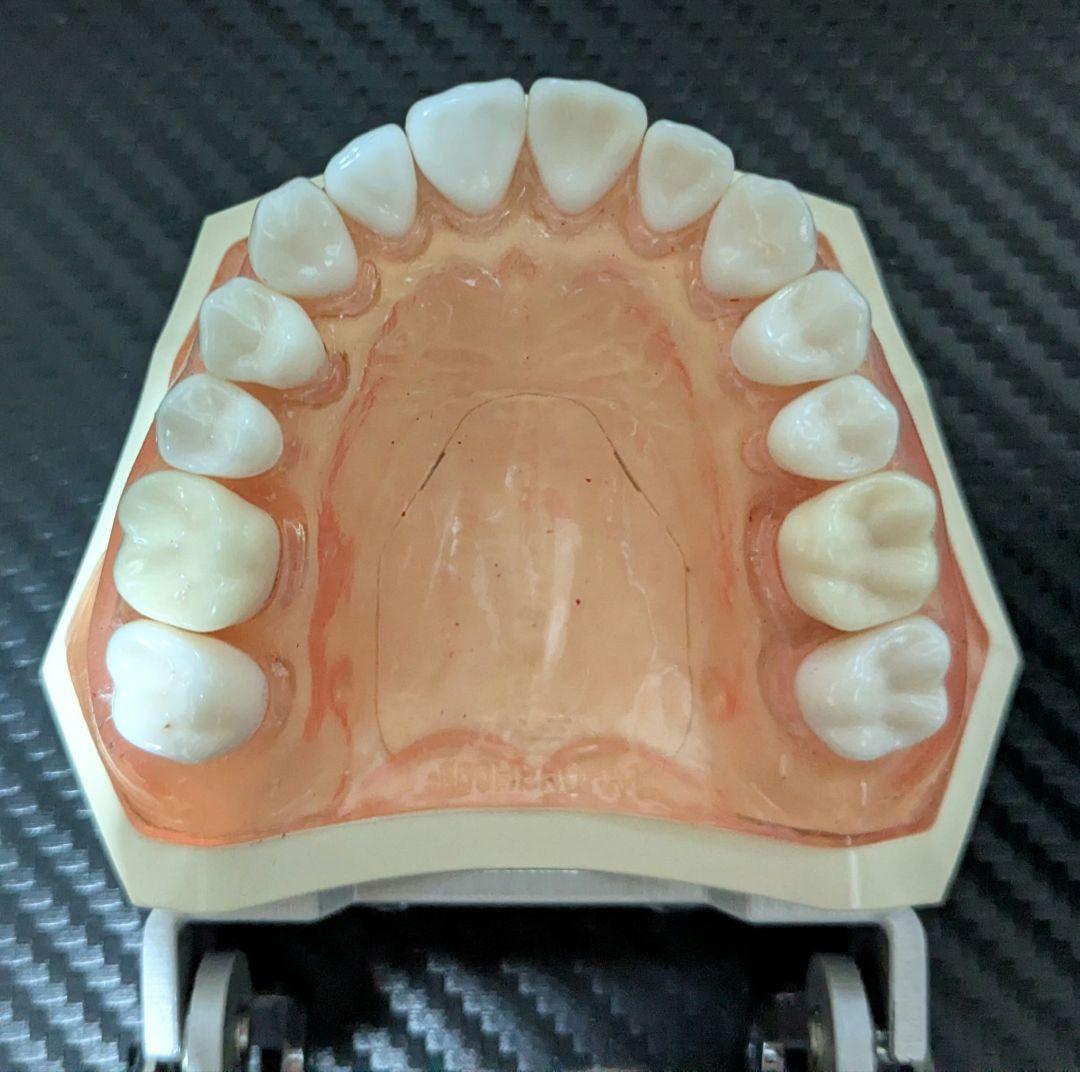 ニッシン　顎模型 複製歯牙着脱模型　実習用 舌、スタンド付き