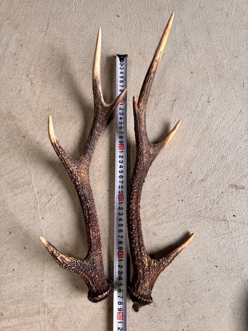 日本鹿の角 5対(10本セット) No.2