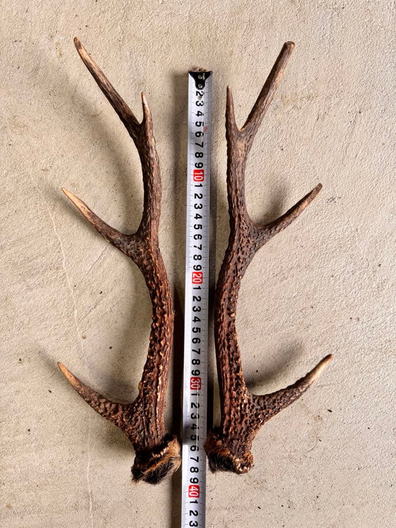 日本鹿の角 5対(10本セット) No.2