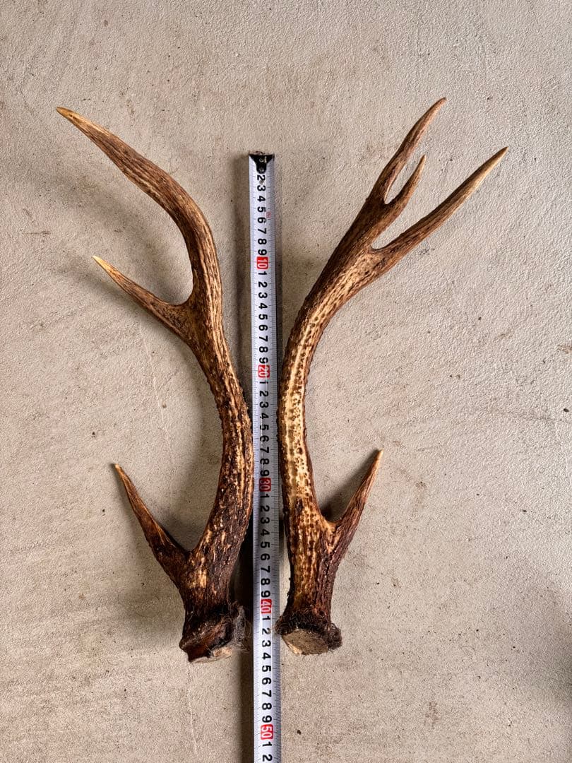 日本鹿の角 5対(10本セット) No.2