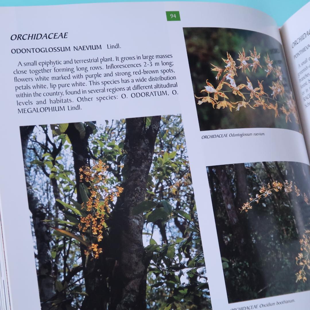 特別価格！ 洋書『ベネズエラの山岳植物、アンデスとテプイ、ブロメリア』植物図鑑