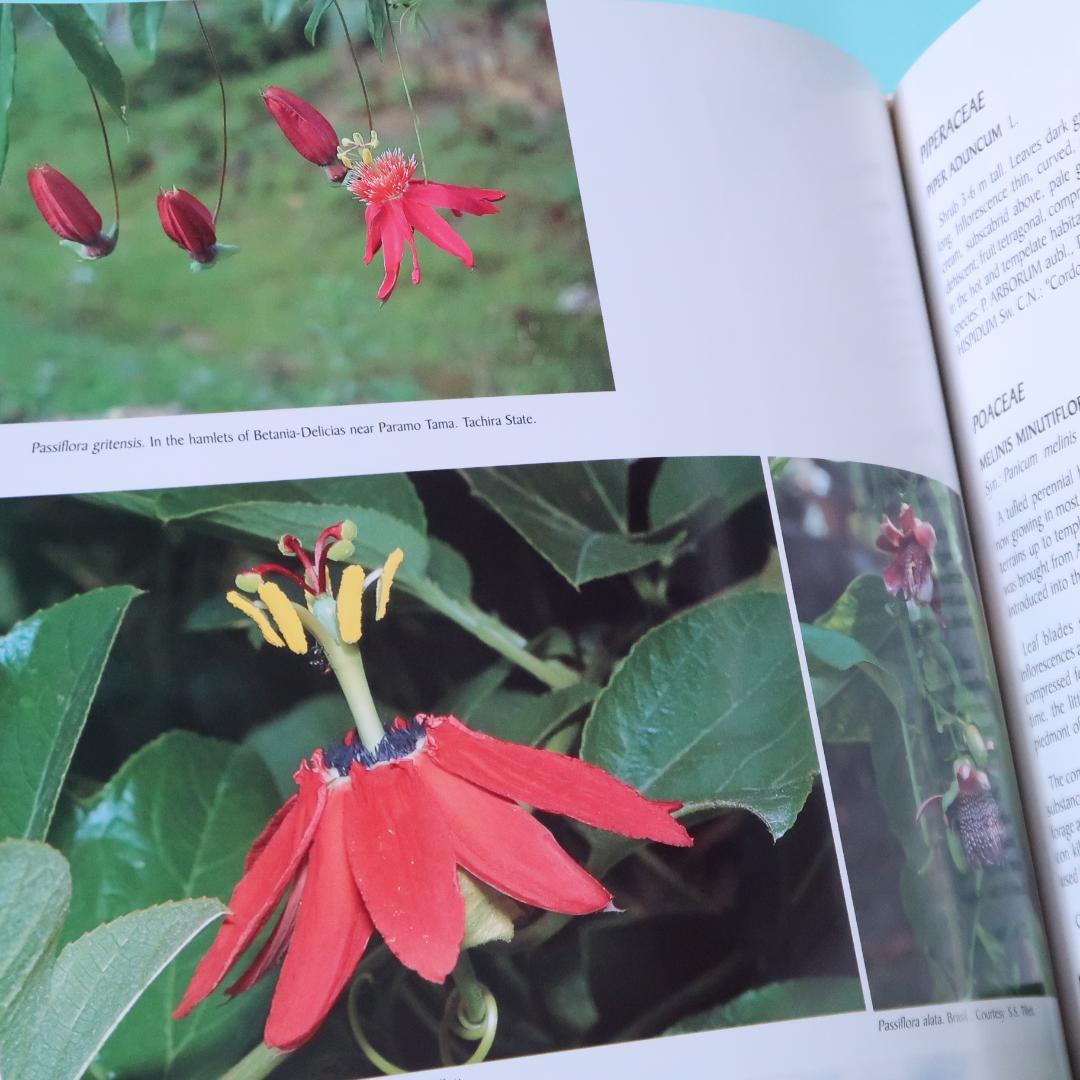 特別価格！ 洋書『ベネズエラの山岳植物、アンデスとテプイ、ブロメリア』植物図鑑