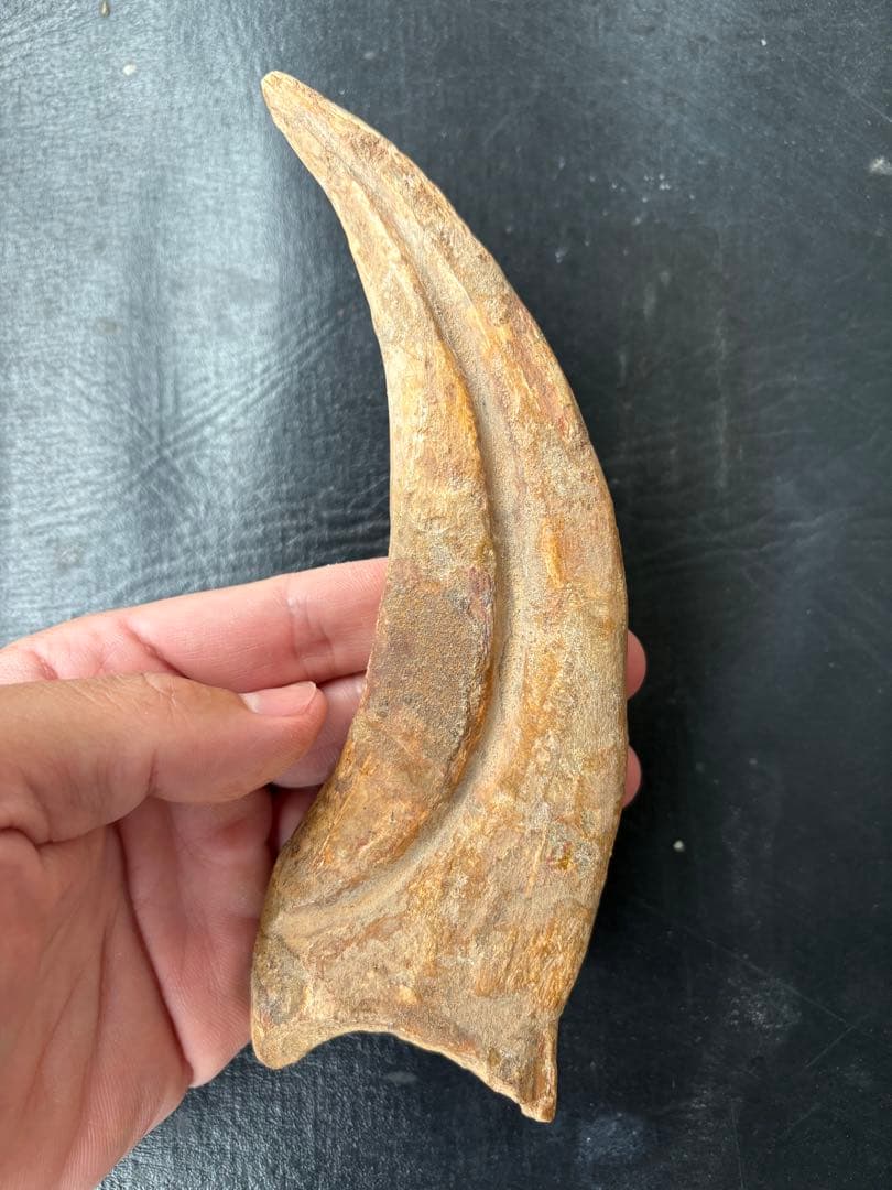 スピノサウルス　ハンドクロウ　化石