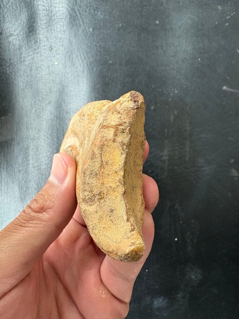 スピノサウルス　ハンドクロウ　化石