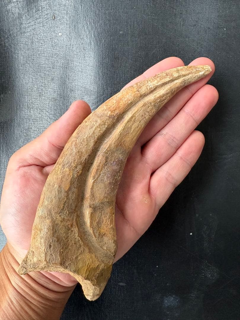 スピノサウルス　ハンドクロウ　化石