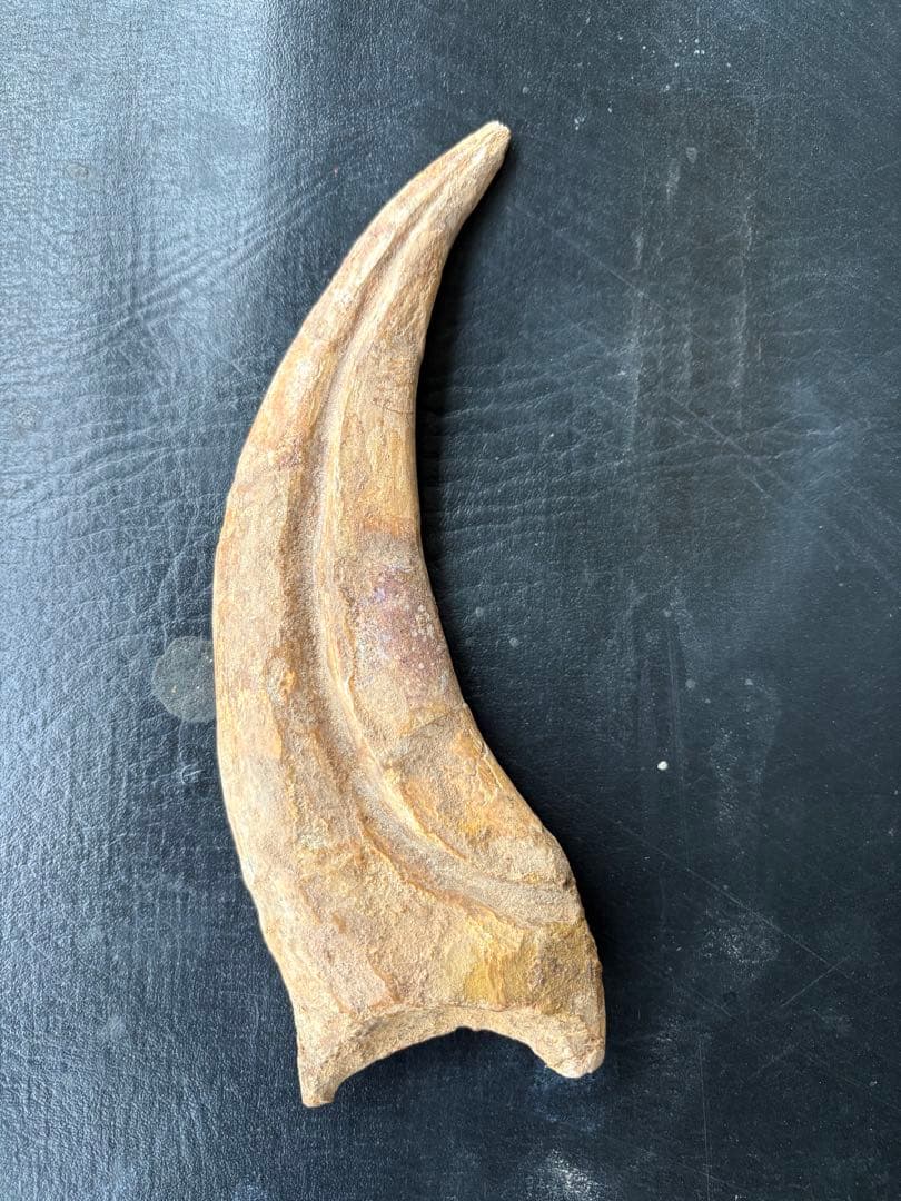 スピノサウルス　ハンドクロウ　化石