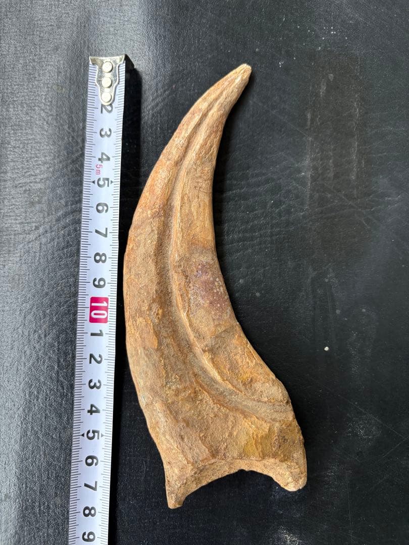 スピノサウルス　ハンドクロウ　化石