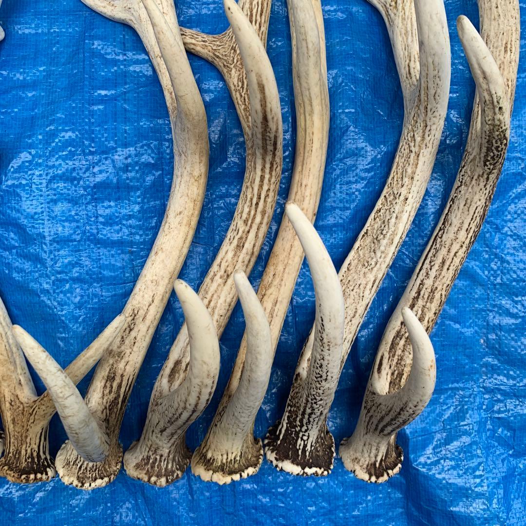No.2090『鹿角9本セット』鹿の角　エゾ鹿　鹿角　蝦夷鹿
