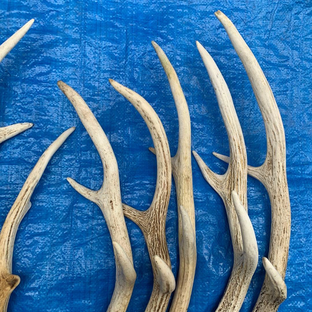No.2090『鹿角9本セット』鹿の角　エゾ鹿　鹿角　蝦夷鹿