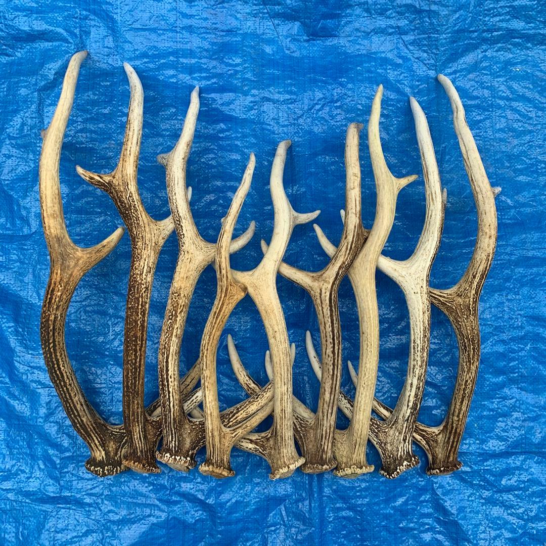 No.2090『鹿角9本セット』鹿の角　エゾ鹿　鹿角　蝦夷鹿