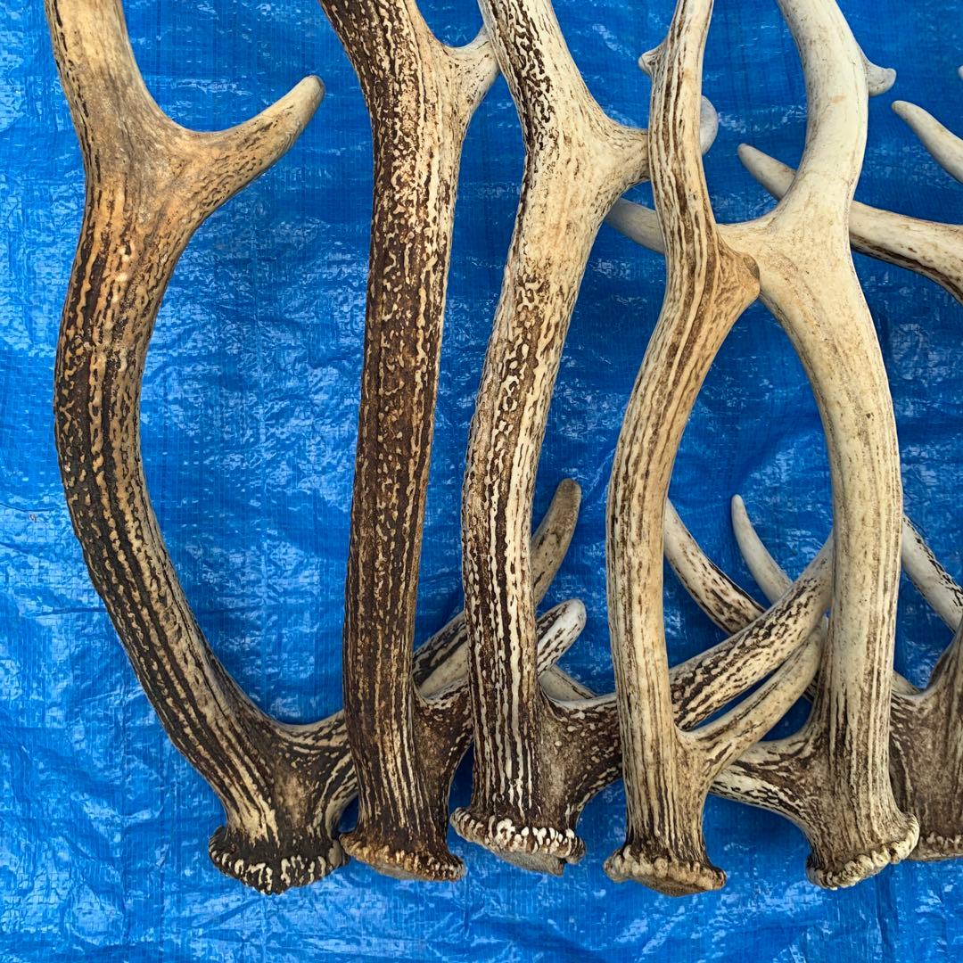 No.2090『鹿角9本セット』鹿の角　エゾ鹿　鹿角　蝦夷鹿