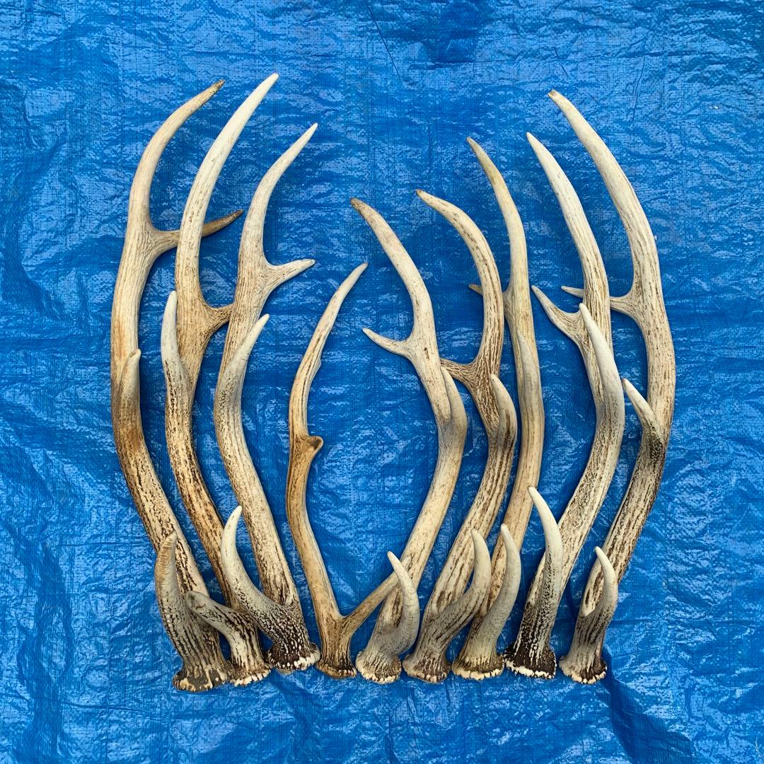 No.2090『鹿角9本セット』鹿の角　エゾ鹿　鹿角　蝦夷鹿