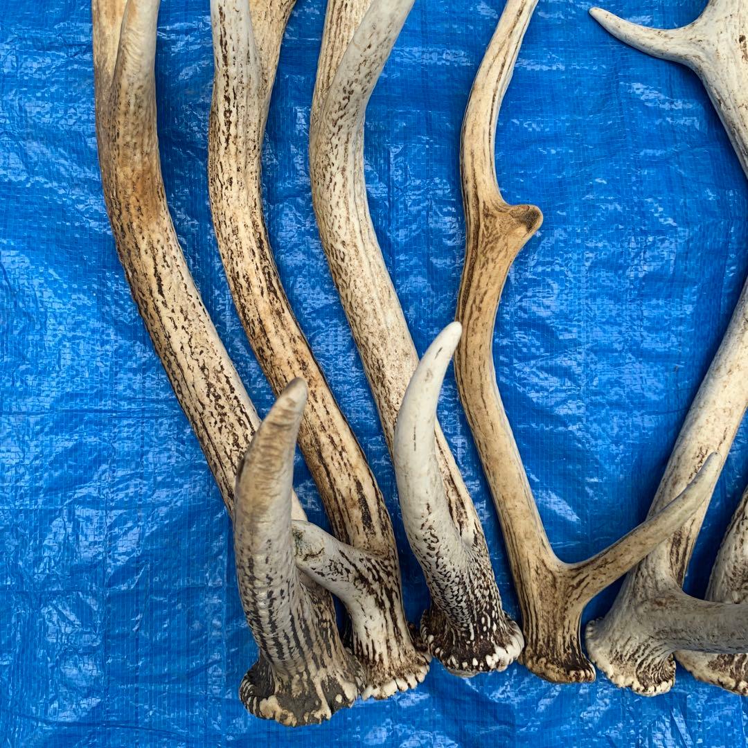 No.2090『鹿角9本セット』鹿の角　エゾ鹿　鹿角　蝦夷鹿