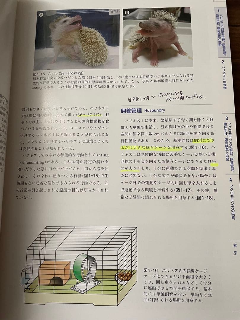 エキゾチック臨床 Vol.17 ハリネズミとフクロモモンガ