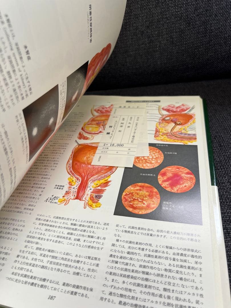 医学図譜集 腎臓編【Frank H. Netter 解剖学専門書 医学イラスト本