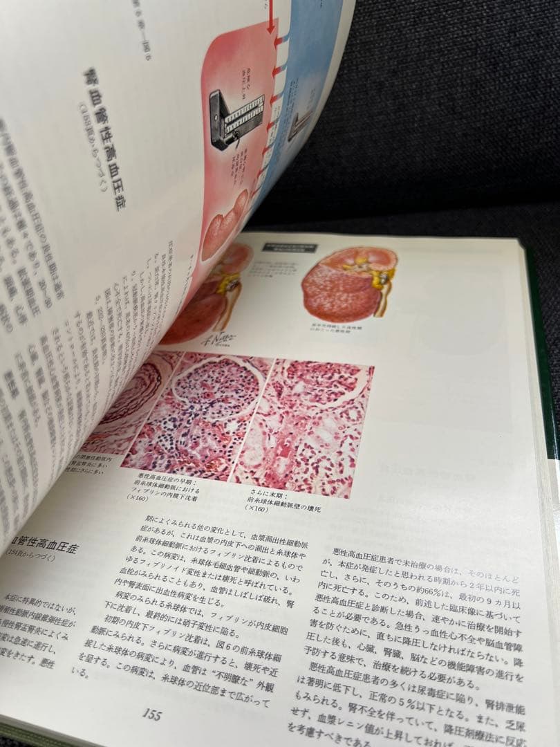 医学図譜集 腎臓編【Frank H. Netter 解剖学専門書 医学イラスト本
