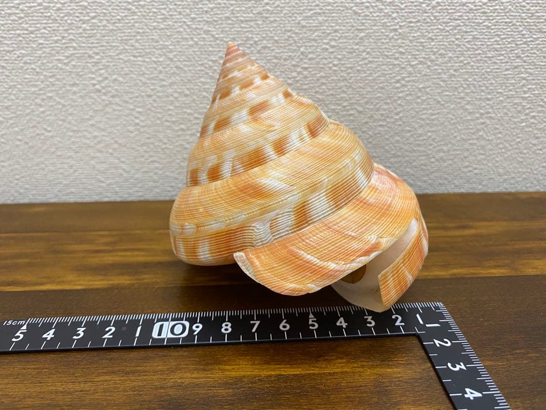 アンシュウオキナエビス特大　100mm 蓋付き　データ付き