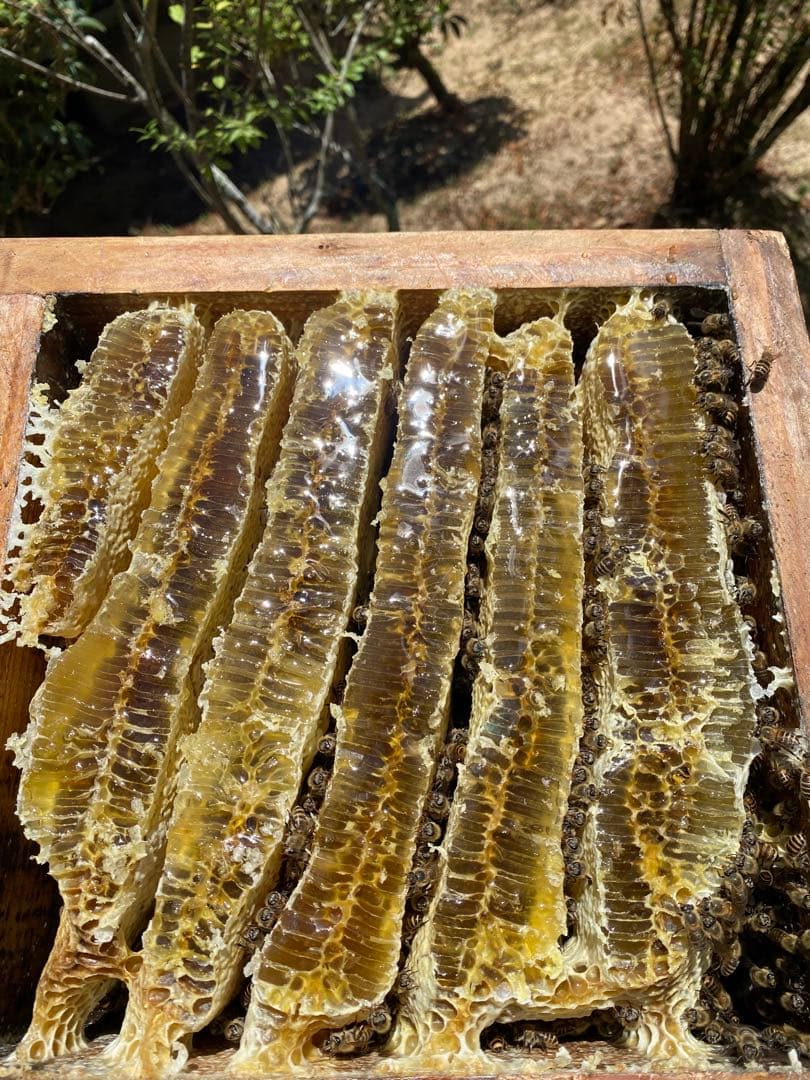 ドルガ 日本ミツバチ 非加熱 生はちみつ ジェラート風2瓶 とろとろ1瓶