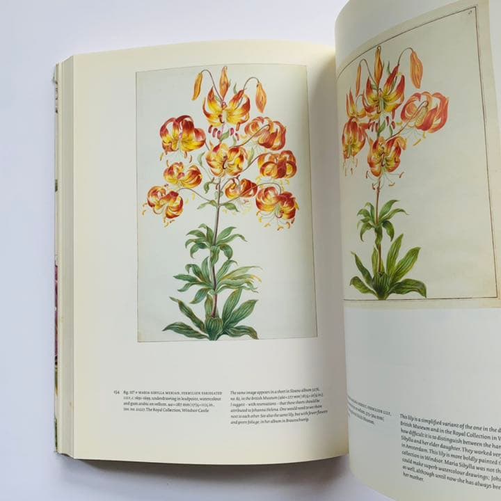 マリア・シビラ・メリアンと娘たち　科学と芸術の女性