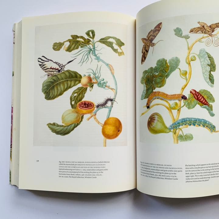 マリア・シビラ・メリアンと娘たち　科学と芸術の女性