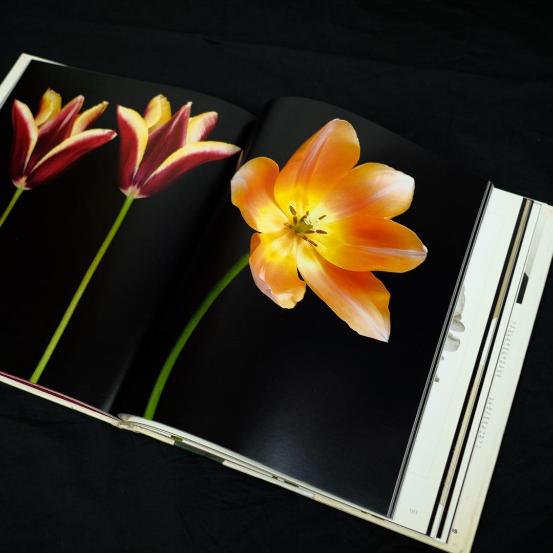TULIPS by PETER ARNOLD チューリップ　花の写真集　洋書