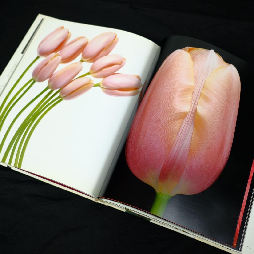 TULIPS by PETER ARNOLD チューリップ　花の写真集　洋書