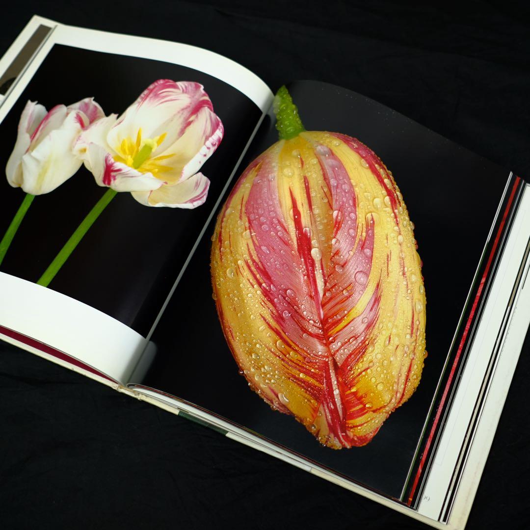 TULIPS by PETER ARNOLD チューリップ　花の写真集　洋書